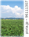 青空と入道雲と緑色の広い大豆畑の風景（イラスト風） 96111307