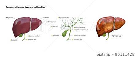 liver and gallbladder anatomy structure. hepatic system organ, Human liver for medical drugs, pharmacy and education design. 3D rendering 96111429