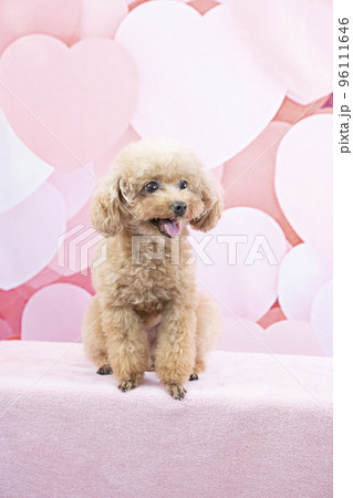 ハートバックと微笑むトイプードル 96111646