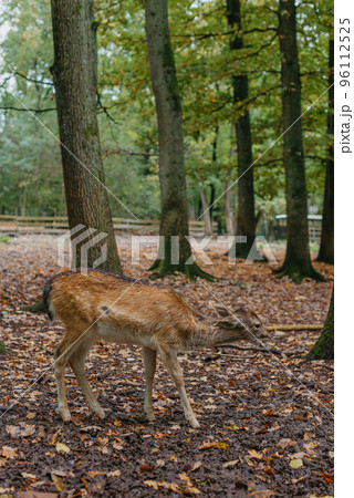 Female Red deer stag in Lush green fairytale growth concept foggy forest landscape image Female Red deer stag in Lush green fairytale growth concept foggy forest landscape image 96112525