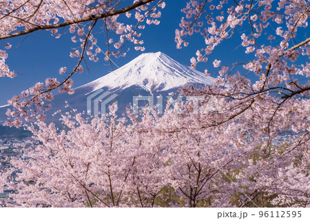 《山梨県》富士山と満開の桜・春の新倉山浅間公園 96112595