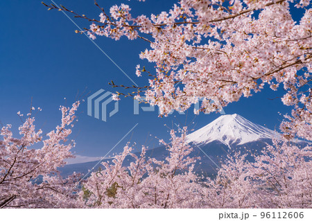 《山梨県》富士山と満開の桜・春の新倉山浅間公園 96112606