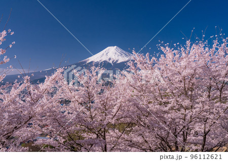 《山梨県》富士山と満開の桜・春の新倉山浅間公園 96112621