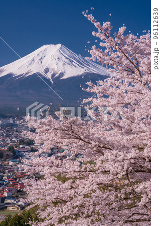 《山梨県》富士山と満開の桜・春の新倉山浅間公園 96112639