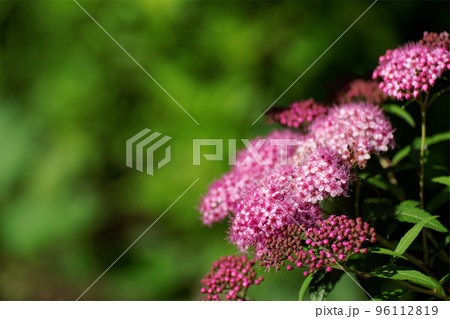 ピンクのシモツケの花 96112819