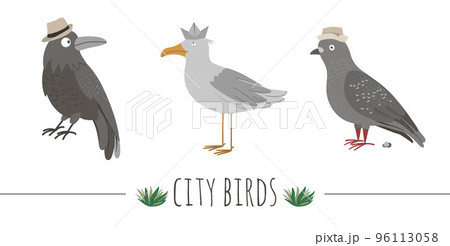 Vector illustration of funny seagull, raven, pigeon with poo. Sea or city birds in hats picture isolated on white background. Flat cute animal character clip art. Vector illustration of funny seagull, raven, pigeon with poo. Sea or city birds in hats picture isolated on white background. Flat cute animal character clip art. 96113058