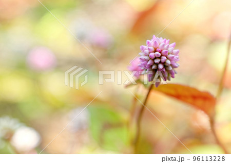 ヒメツルソバの花のアップ 96113228