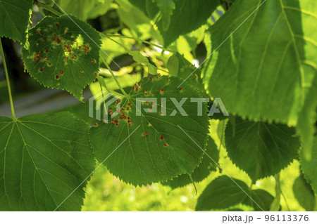 Lime nail gall caused by red nail gall mite Eriophyes tiliae on the leaves of common lime. 96113376