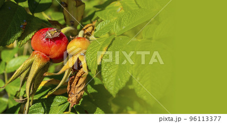 Adult Stink Bug of the Tribe Carpocorini Adult Stink Bug of the Tribe Carpocorini 96113377