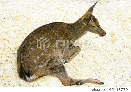 A young female sika deer lies on sawdust in an enclosure. Defocus. 96113779