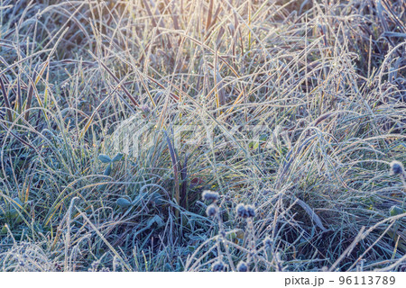 Grass under the frost at autumn morning. 96113789