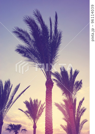 Palm trees silhouettes at sunset, color toning applied. 96114039