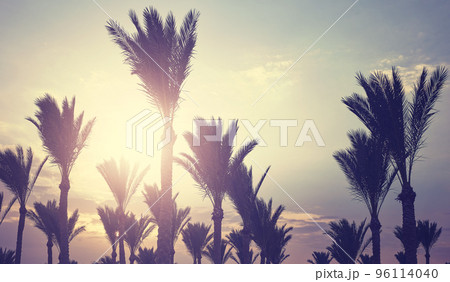 Palm trees silhouettes at sunset, color toning applied. Palm trees silhouettes at sunset, color toning applied. 96114040