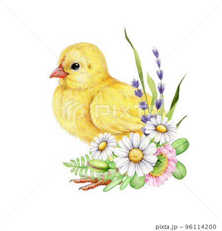 Cute fluffy chick with spring garden flower decor. Watercolor hand drawn illustration. Tiny yellow baby chicken with daisy, lavender, poppy flowers. Small chick with flowers on white background 96114200