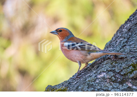 Common chaffinch, Fringilla coelebs, sits on a tree. Common chaffinch in wildlife. Common chaffinch, Fringilla coelebs, sits on a tree. Common chaffinch in wildlife. 96114377