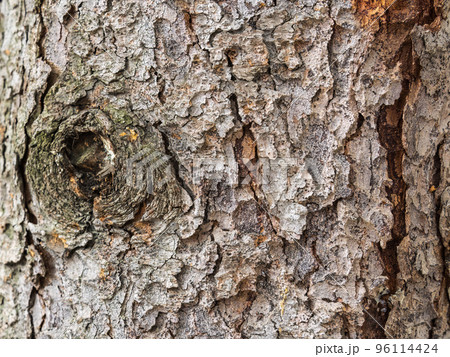 Bark texture and background of a old fir tree trunk. Detailed bark texture. Natural background 96114424
