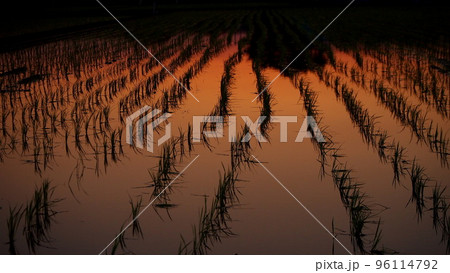 田んぼに映り込む赤い空の色 田んぼに映り込む赤い空の色 96114792