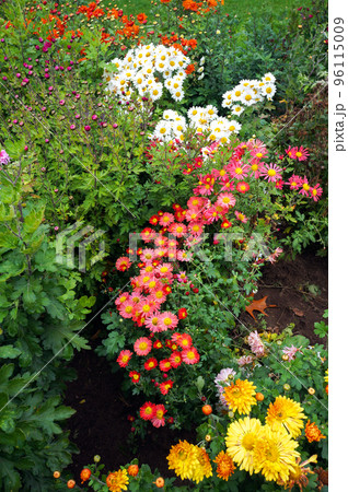 Red, Pink, Yellow and White Chrysanthemum Flowers. 96115009