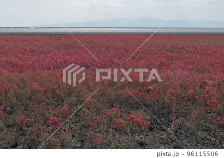 有明海 秋の干潟の風景 有明海 秋の干潟の風景 96115506