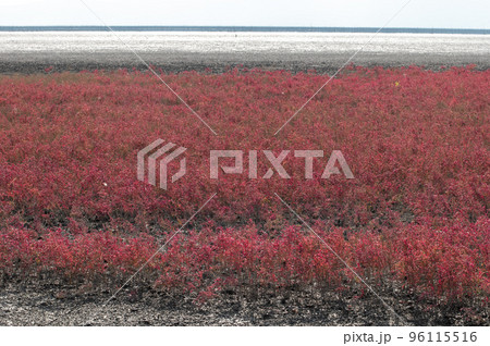 有明海 秋の干潟の風景 有明海 秋の干潟の風景 96115516