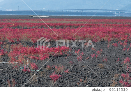 有明海 秋の干潟の風景 有明海 秋の干潟の風景 96115530