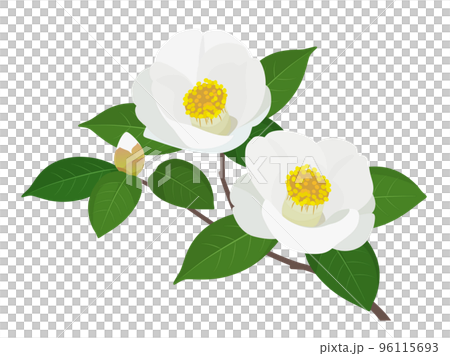 Camellia One Point_White Camellia One Point_White 96115693