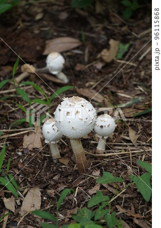 2022年7月・ハラタケ科のキノコ 96115868