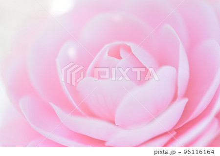ツバキの花 ピンク色で可憐なオトメツバキの花 花の背景 ツバキの花 ピンク色で可憐なオトメツバキの花 花の背景 96116164