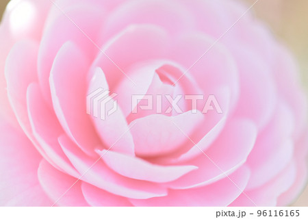 ツバキの花 ピンク色で可憐なオトメツバキの花 花の背景 ツバキの花 ピンク色で可憐なオトメツバキの花 花の背景 96116165