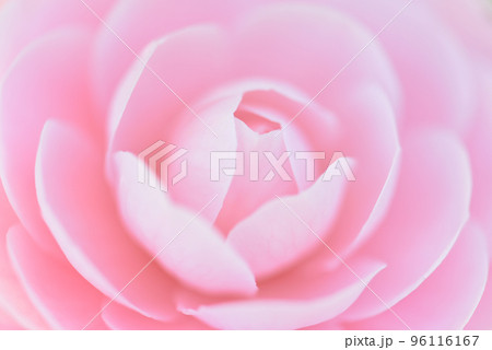 ツバキの花　ピンク色で可憐なオトメツバキの花　花の背景 96116167