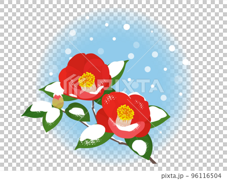 Camellia blooming in the snow_one point Camellia blooming in the snow_one point 96116504