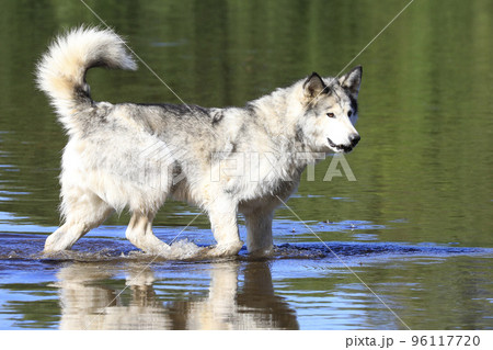Malamute dog walking in the river, Quebec, Canada 96117720