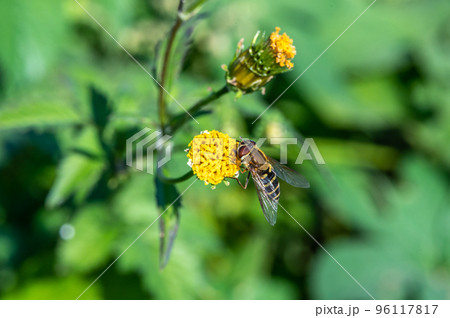 マガイヒラタアブ 96117817