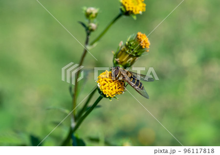 マガイヒラタアブ 96117818