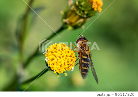 マガイヒラタアブ マガイヒラタアブ 96117820