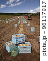 ジャガイモの収穫 96117917
