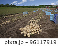 ジャガイモの収穫 96117919