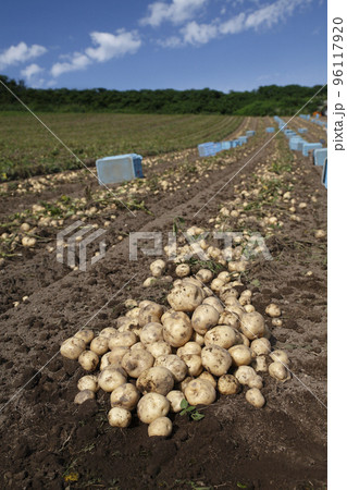 ジャガイモの収穫 96117920