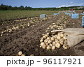 ジャガイモの収穫 96117921