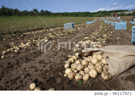 ジャガイモの収穫 96117921
