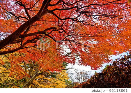 八戸公園（22.11.8） 96118861