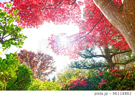 八戸公園(22.11.8) 八戸公園(22.11.8) 96118862