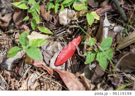 森の中の落葉 96119198