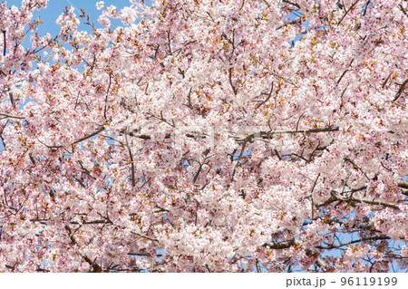 暖流桜 暖流桜 96119199