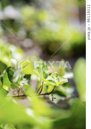 緑の植物 96119311