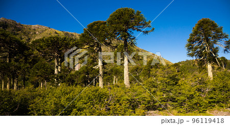 Trees at foot of Andes mountains 96119418