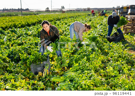 Asian female farmer harvesting celery on vegetable plantation 96119441