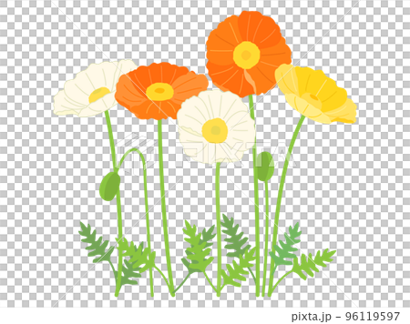 黄色と白とオレンジ色のポピーのイラスト 96119597