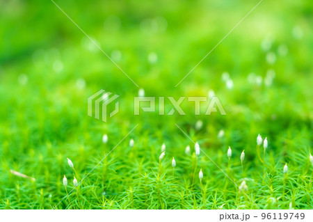 長野県 白駒の池へ向かう苔の森 白駒の森のカギカモジゴケ 長野県 白駒の池へ向かう苔の森 白駒の森のカギカモジゴケ 96119749