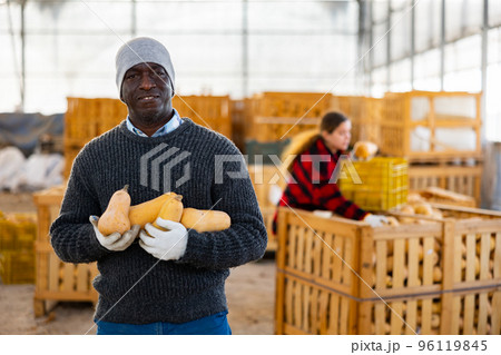 Male worker with honeynut squashes in warehouse Male worker with honeynut squashes in warehouse 96119845